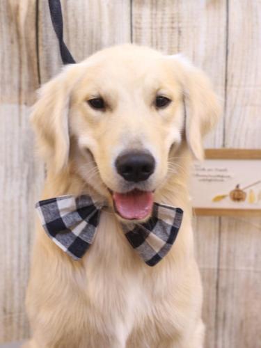 20241029レオくん